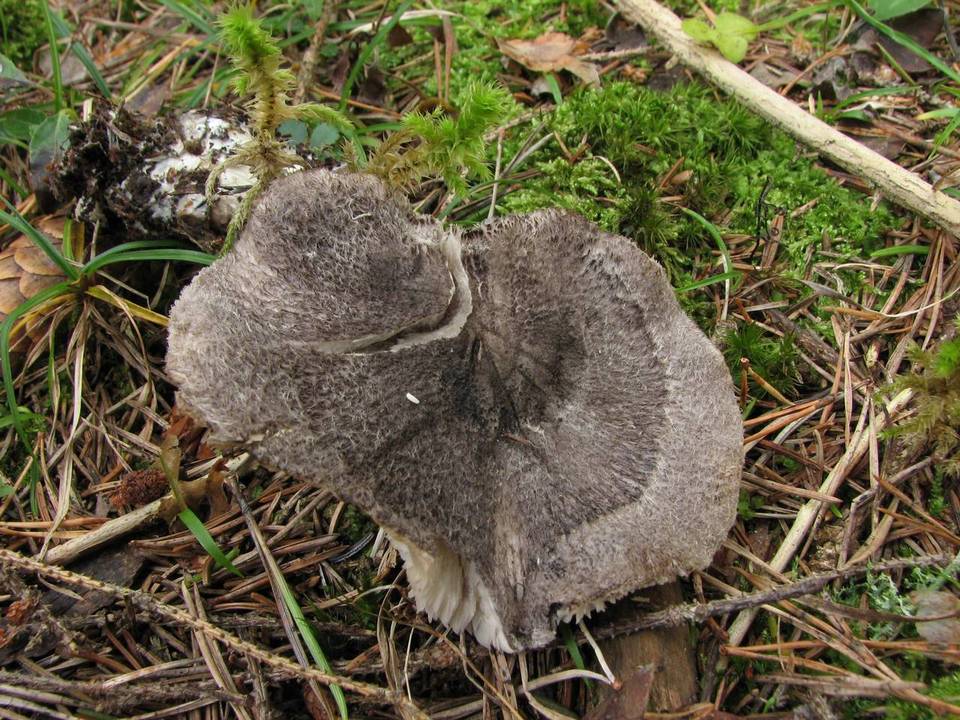 Tricholoma atrosquamosum image
