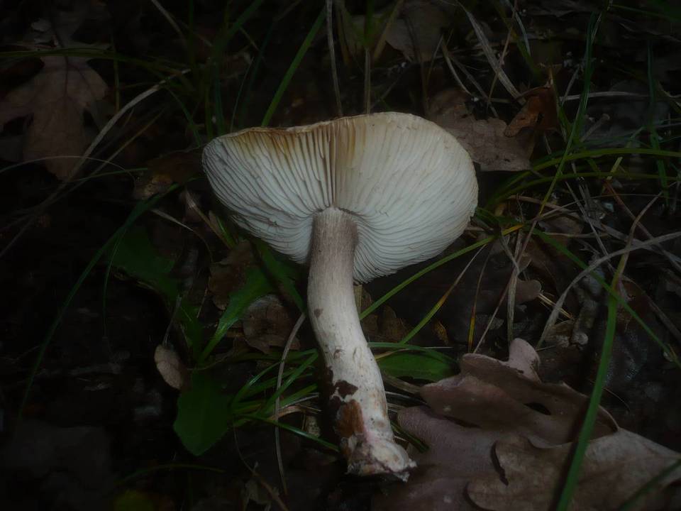 Tricholoma basirubens image