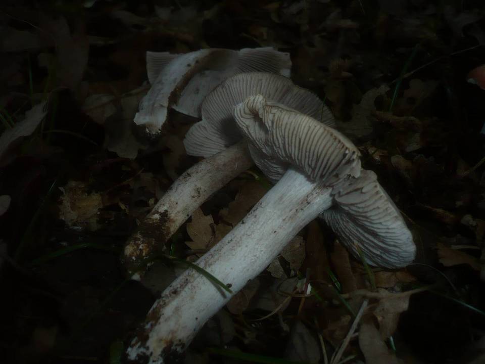 Tricholoma bresadolanum image