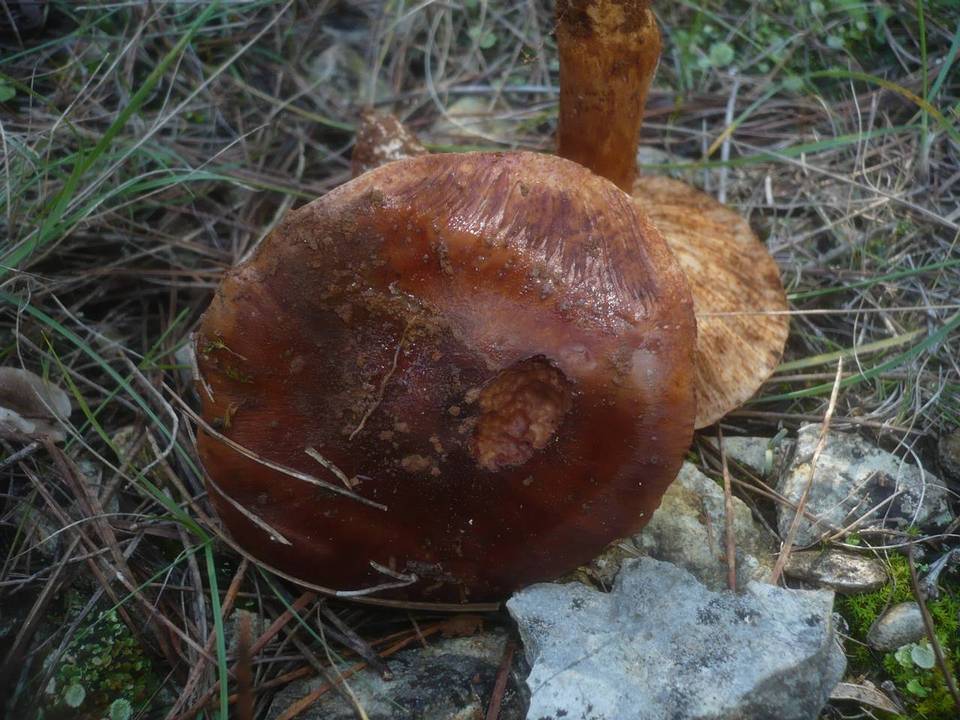 Tricholoma stans image