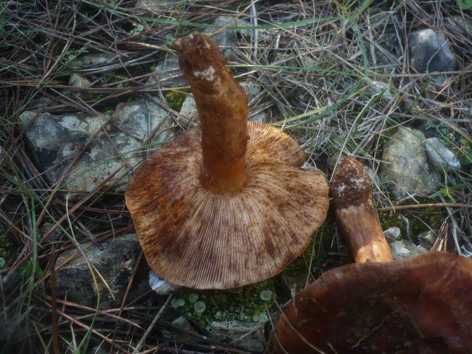 Tricholoma stans image