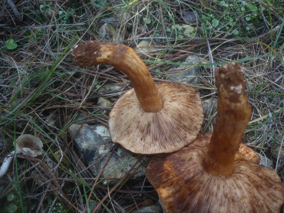Tricholoma stans image