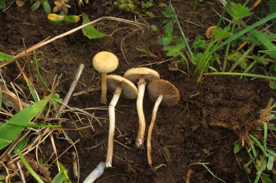 Agrocybe elatella image