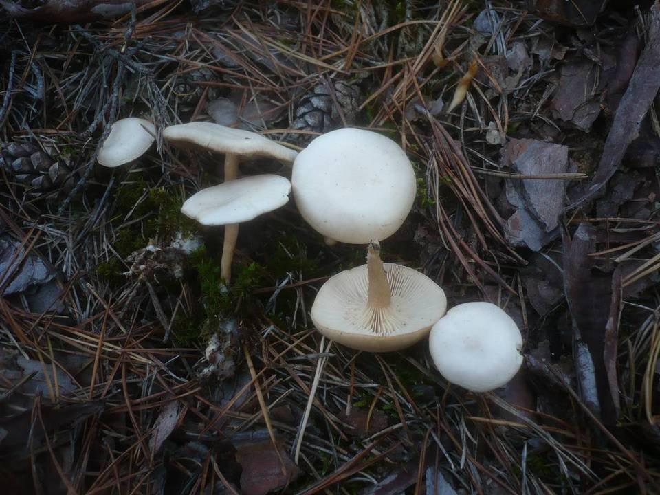 Clitocybe albofragrans image