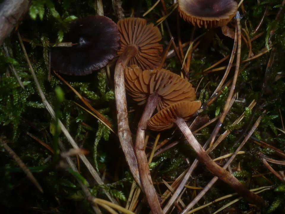 Cortinarius praestigiosus image