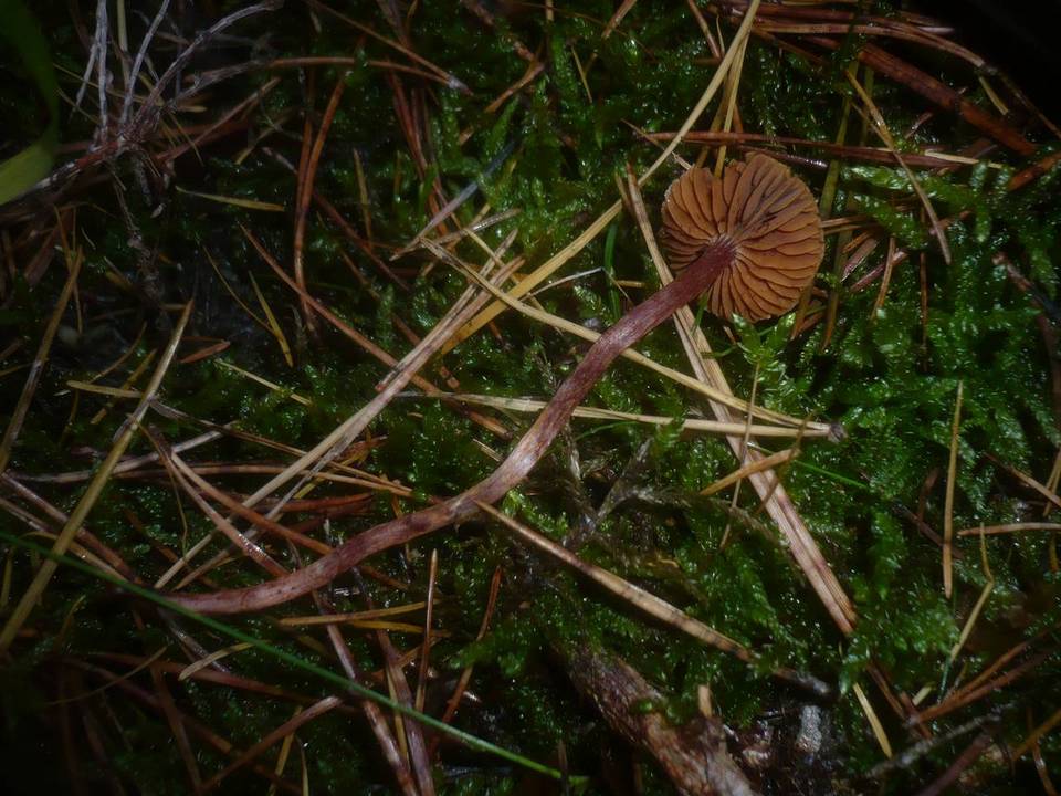 Cortinarius praestigiosus image
