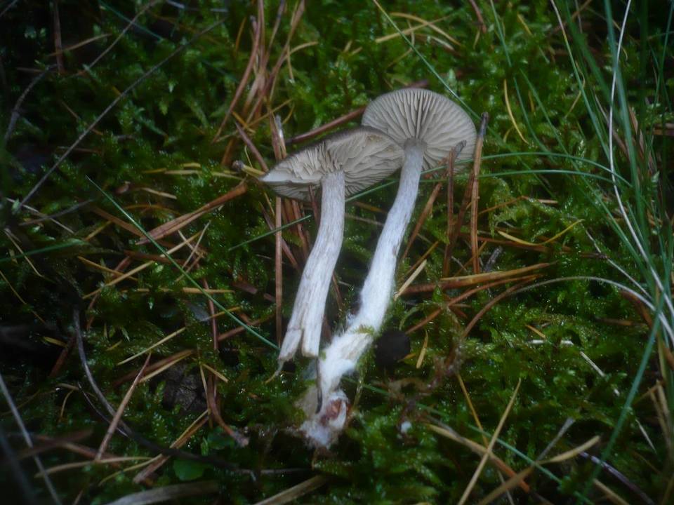 Entoloma turbidum image