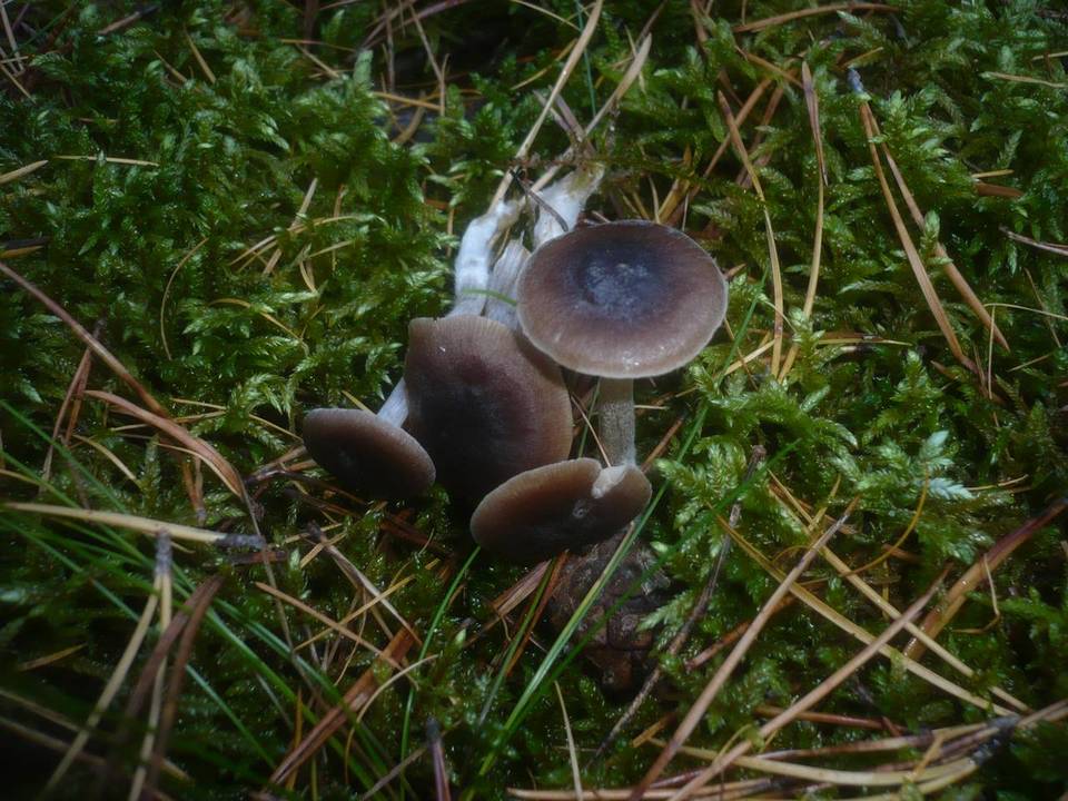 Entoloma turbidum image
