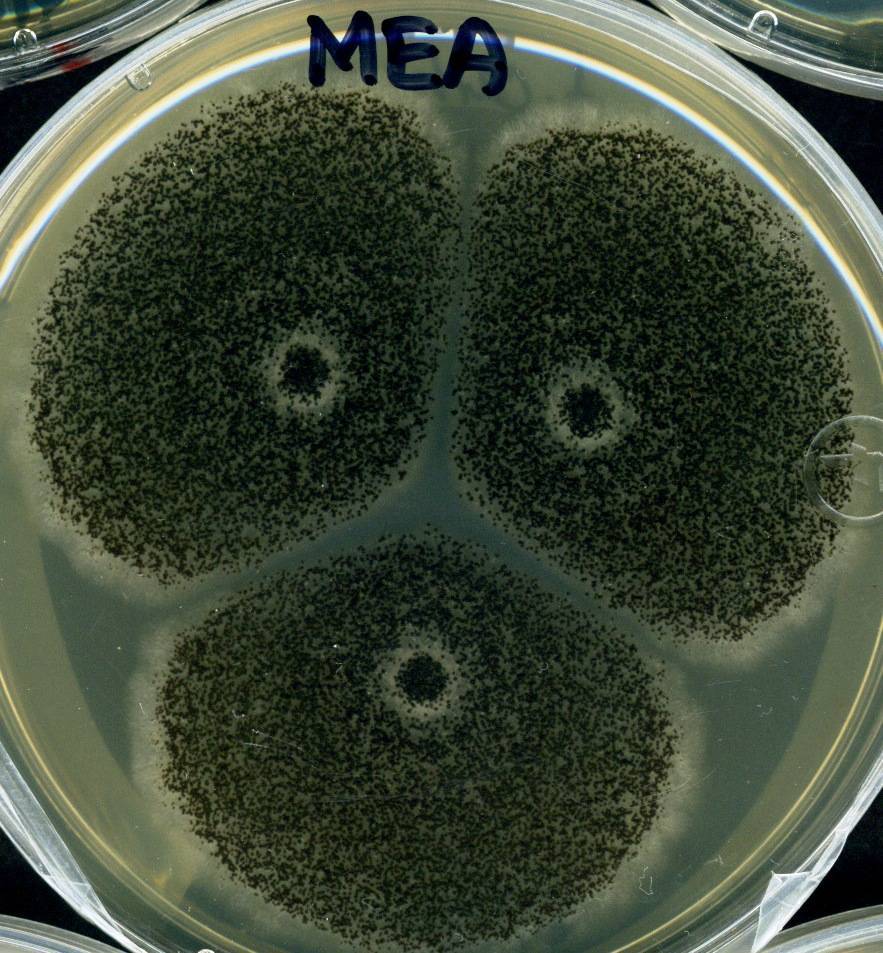 Aspergillus carbonarius image