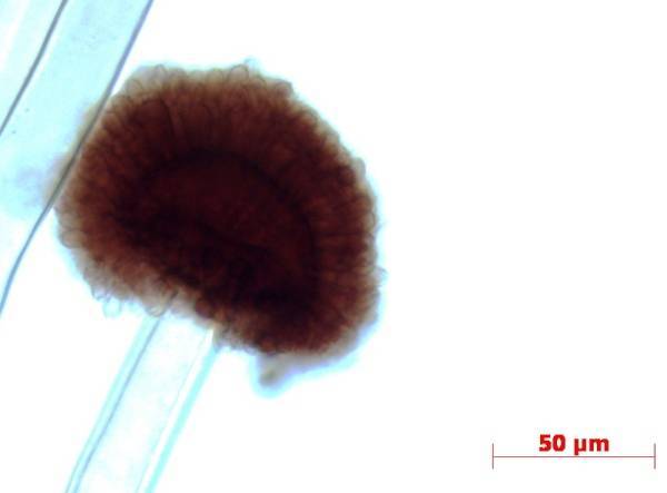 Aspergillus carbonarius image