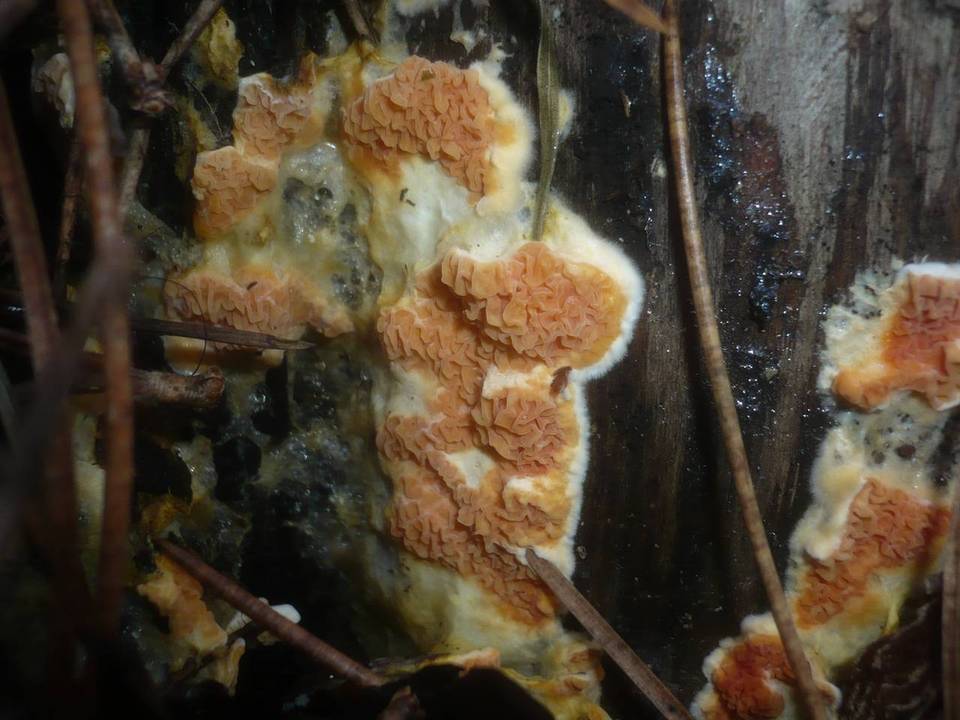 Leucogyrophana mollusca image