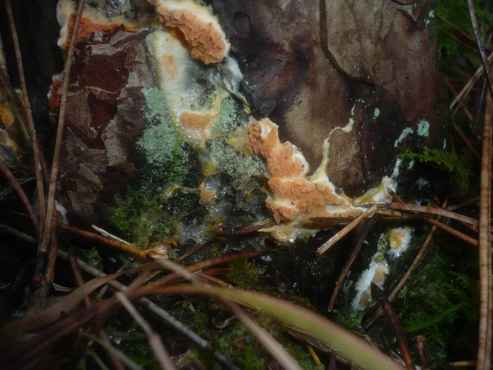 Leucogyrophana mollusca image