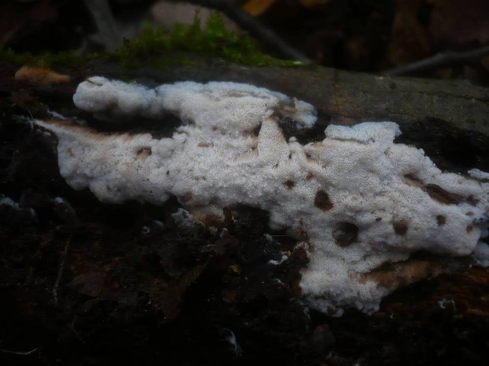 Ceriporiopsis image