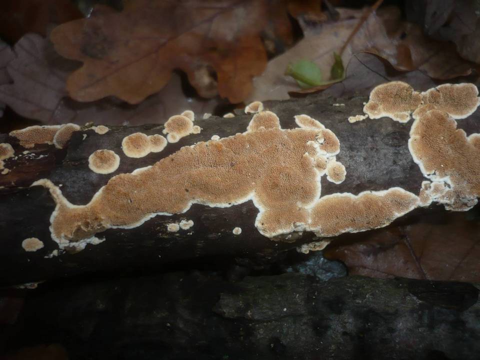 Steccherinum bourdotii image