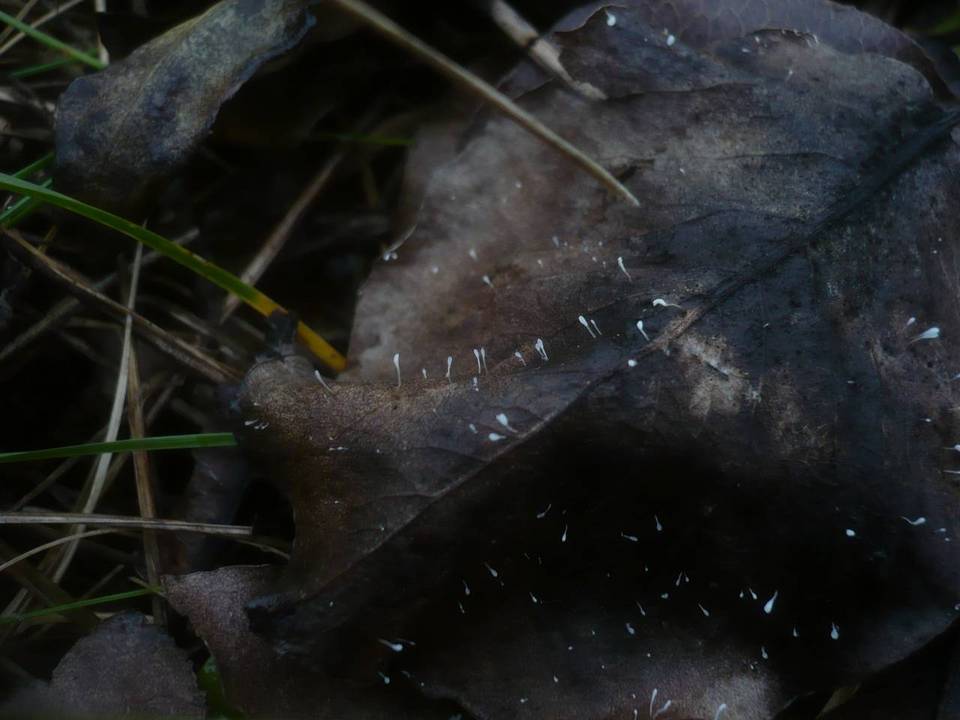 Typhula uncialis image