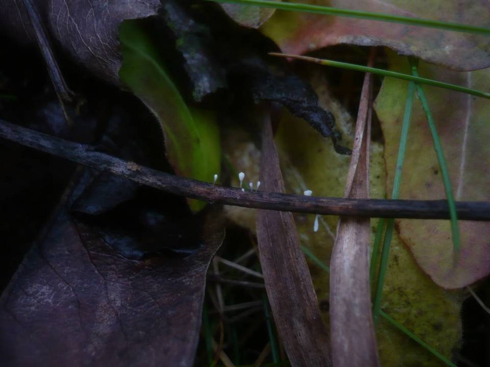 Typhula uncialis image