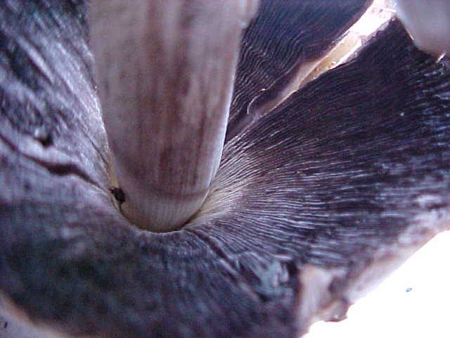 Coprinus asterophoroides image