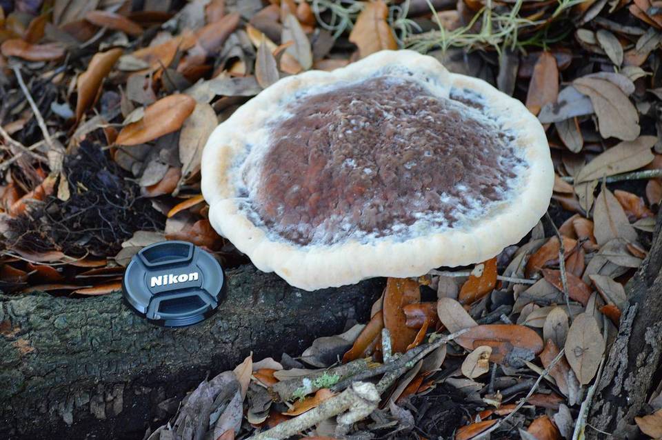 Laetiporus persicinus image