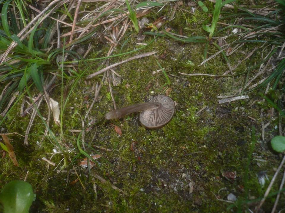 Entoloma sericeoides image