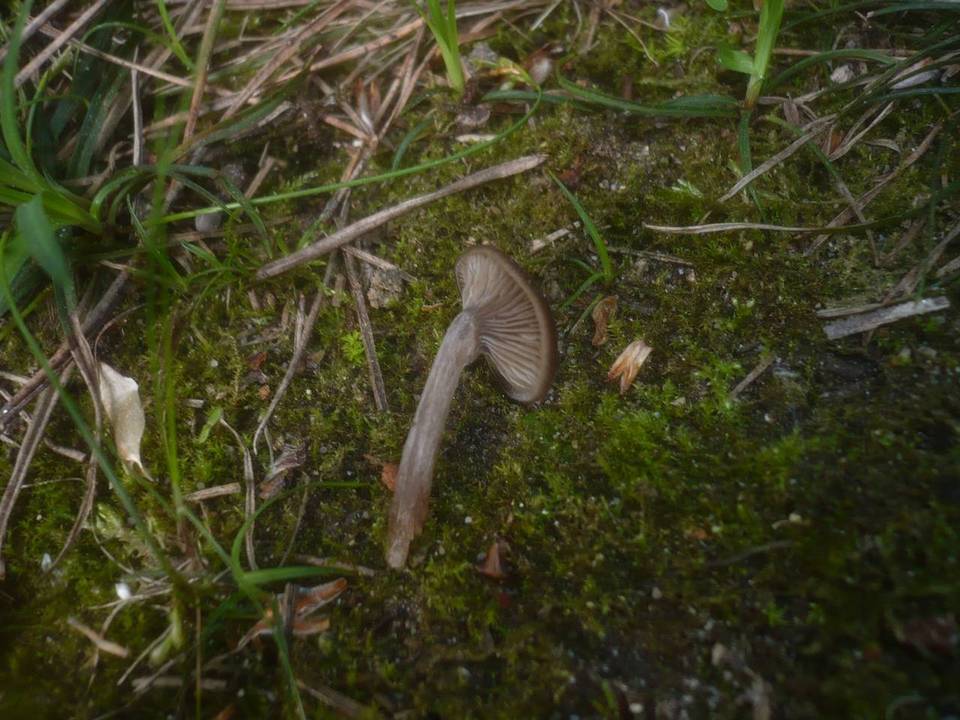 Entoloma sericeoides image