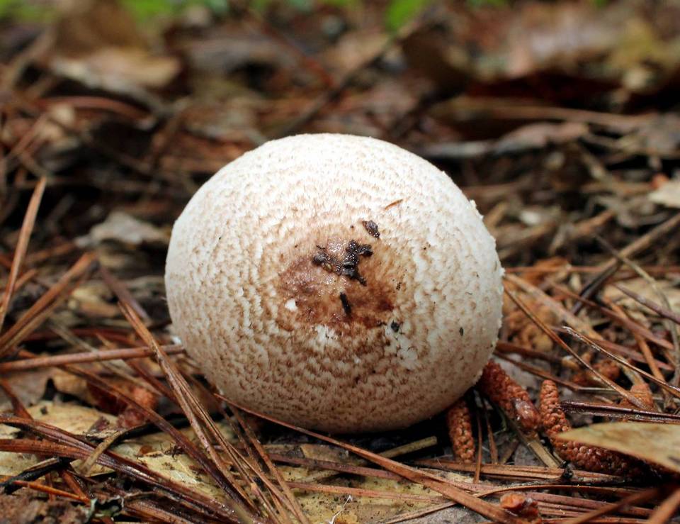 Agaricus alligator image