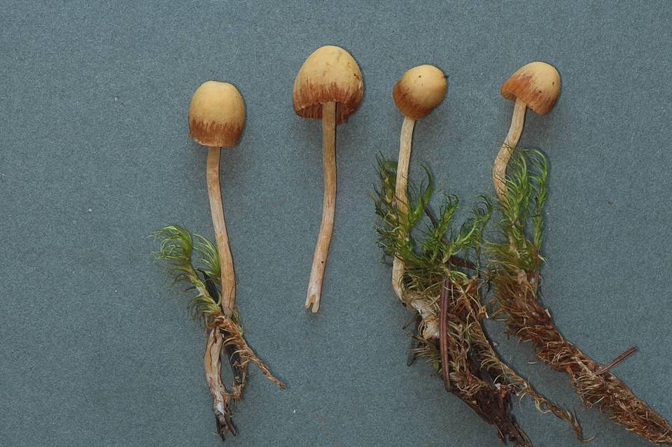 Galerina dicranorum image