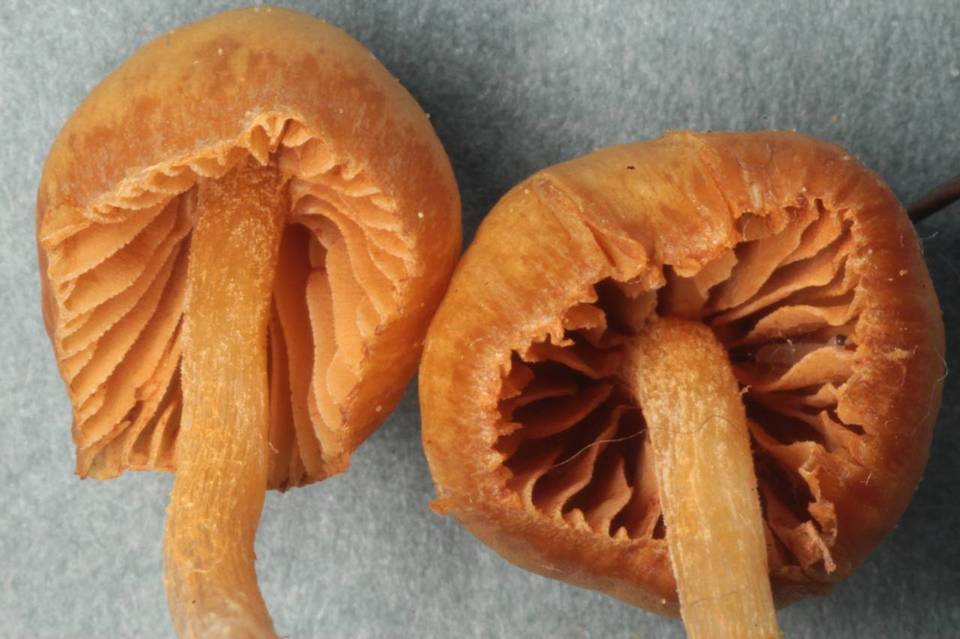 Galerina dicranorum image