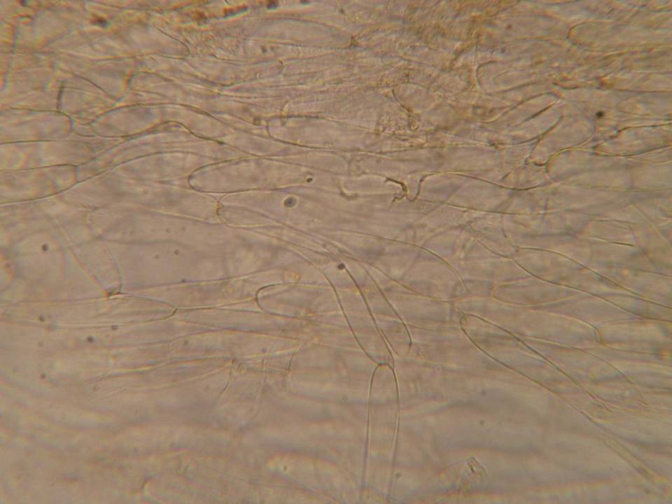 Galerina dicranorum image