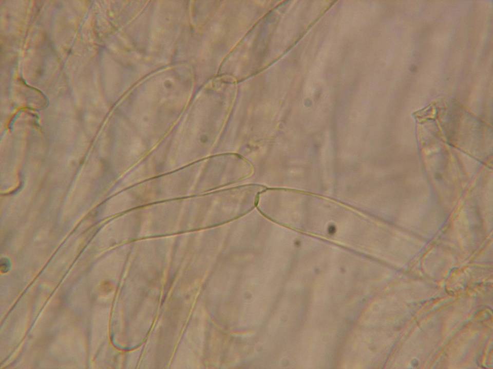 Galerina dicranorum image