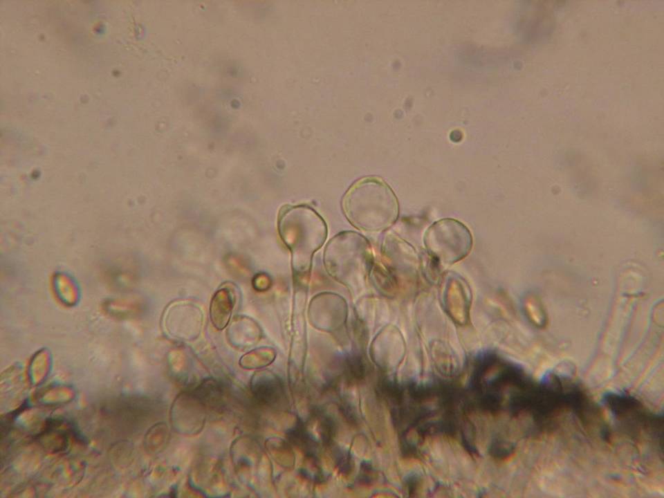 Galerina dicranorum image