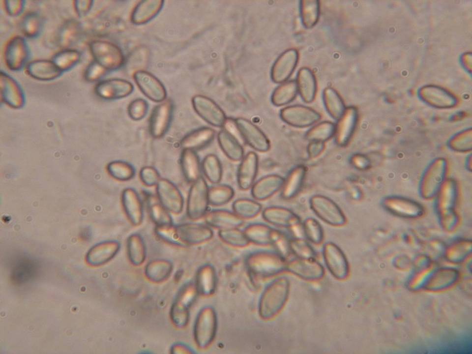 Rhizopogon salebrosus image