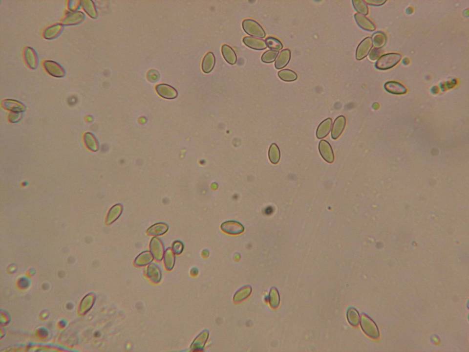 Rhizopogon salebrosus image