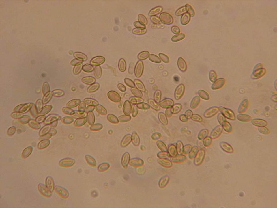 Rhizopogon salebrosus image
