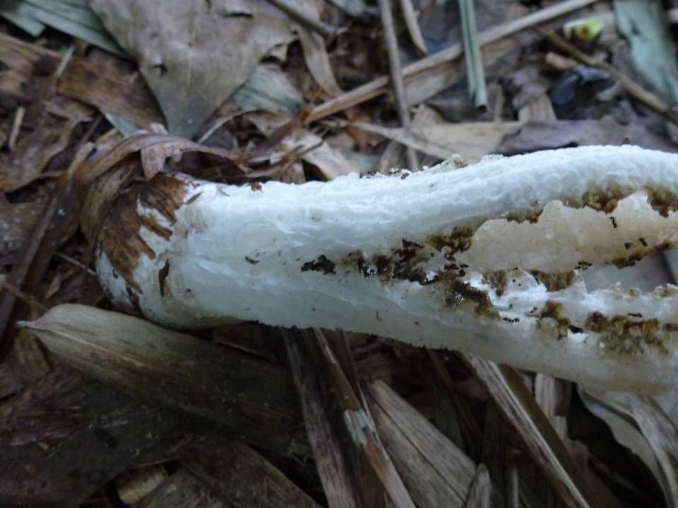 Blumenavia angolensis image