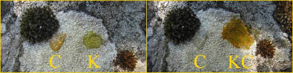 Pertusaria amarescens image