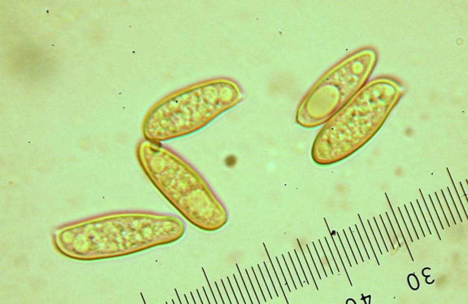 Gomphidius largus image