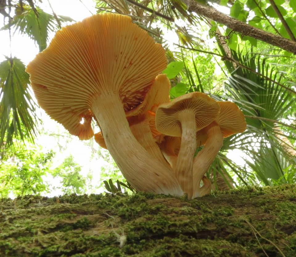 Gymnopilus subtropicus image