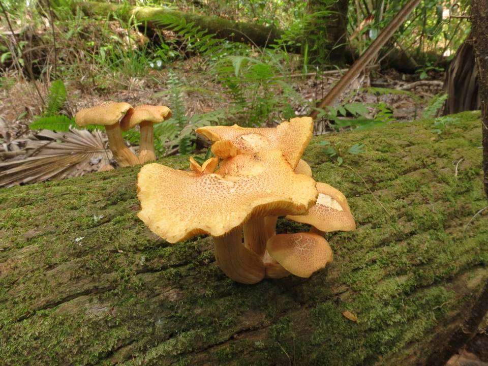 Gymnopilus subtropicus image