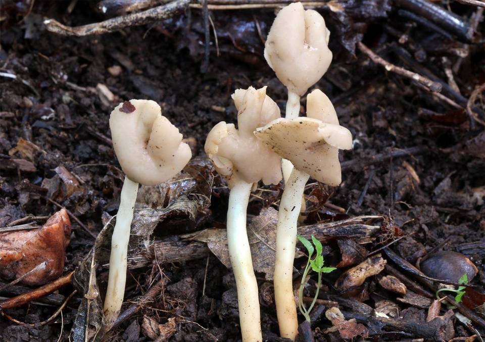 Helvella latispora image