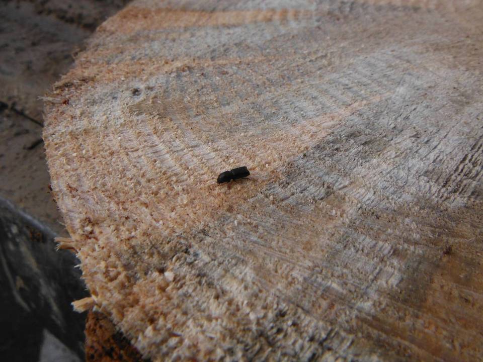 Grosmannia clavigera image