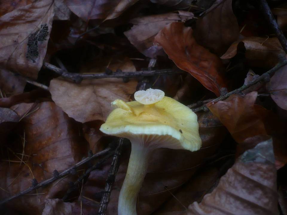 Hygrophorus lucorum image