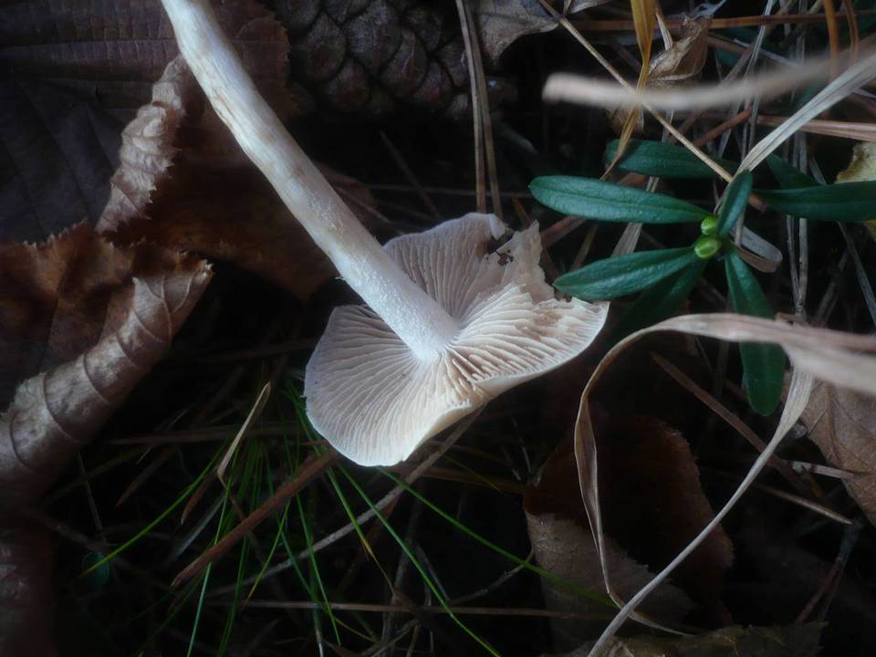 Hebeloma leucosarx image