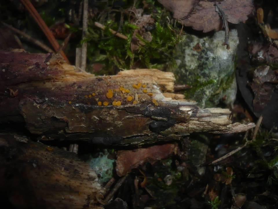 Pezicula corylina image