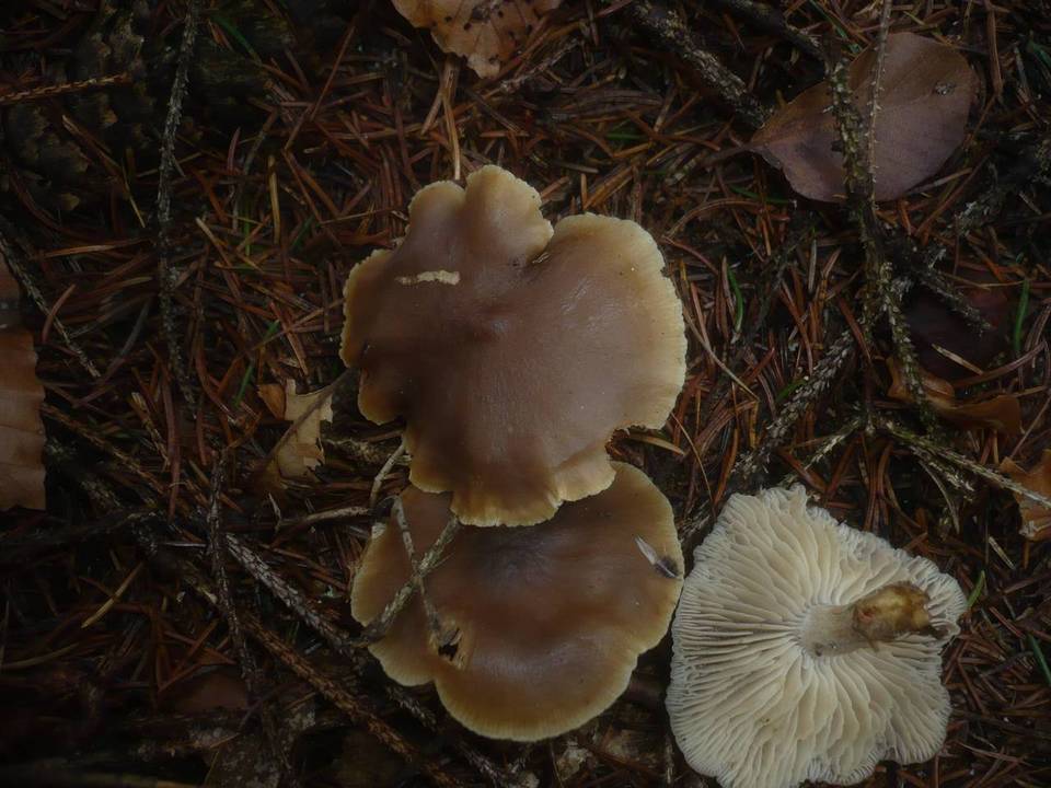 Clitocybe quercina image