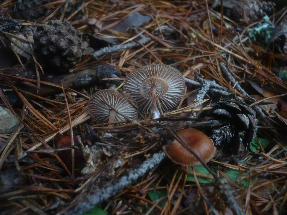 Gymnopus putillus image