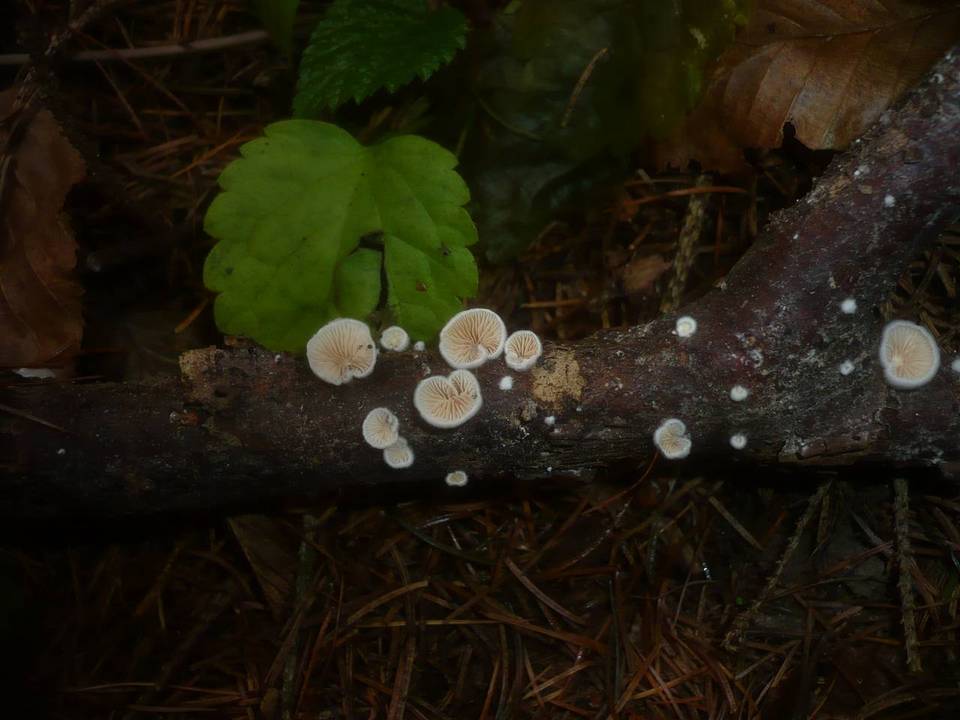 Crepidotus cesatii image