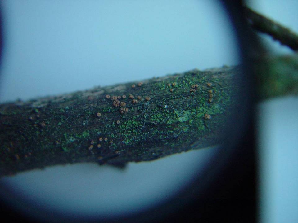 Bionectria ralfsii image