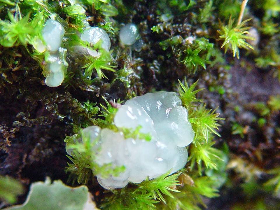 Exidia thuretiana image