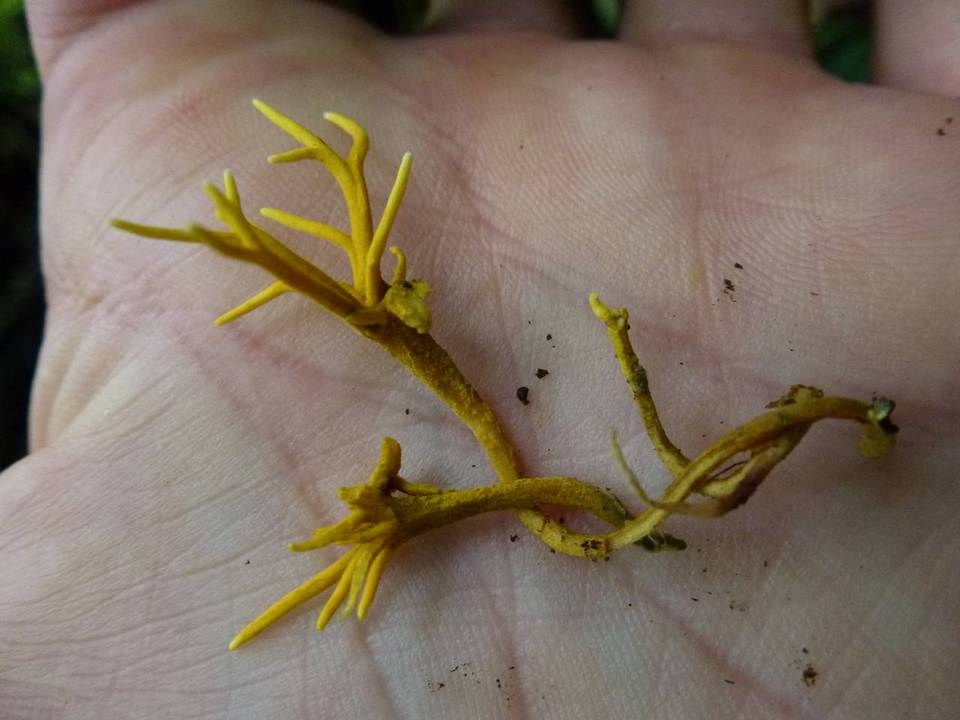 Sarophorum palmicola image
