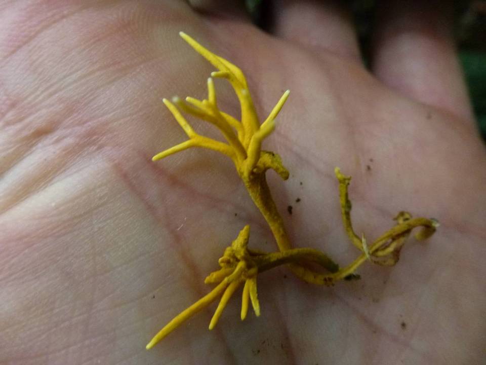 Sarophorum palmicola image